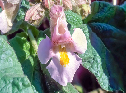 A close up of a flowerAI-generated content may be incorrect.