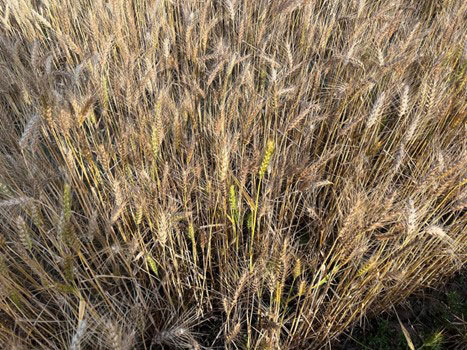 A field of wheat growingDescription automatically generated