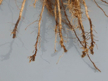 https://eupdate.agronomy.ksu.edu/lib/Filemanager/userfiles/06172021/Root-lesion-nematode-in-corn-2021-F02.jpg