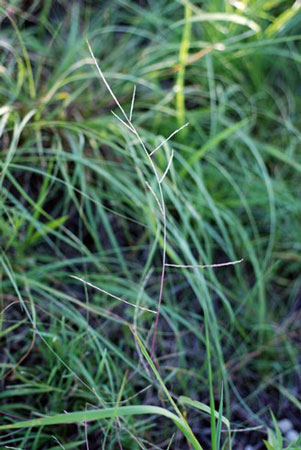 Close-up of long grass in the groundDescription automatically generated