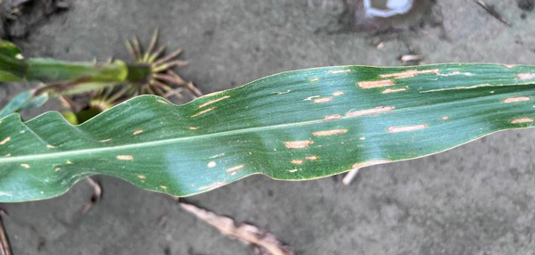 A close up of a leafDescription automatically generated