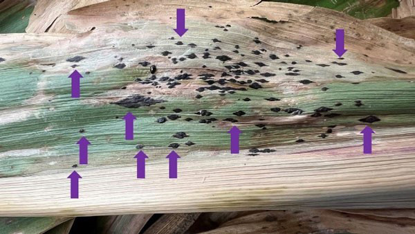 A piece of wood with black spotsDescription automatically generated