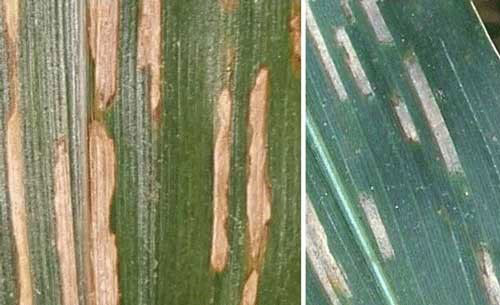 Close-up of a plant with a brown spotAI-generated content may be incorrect.