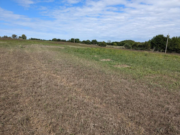 A field of grass and treesAI-generated content may be incorrect.