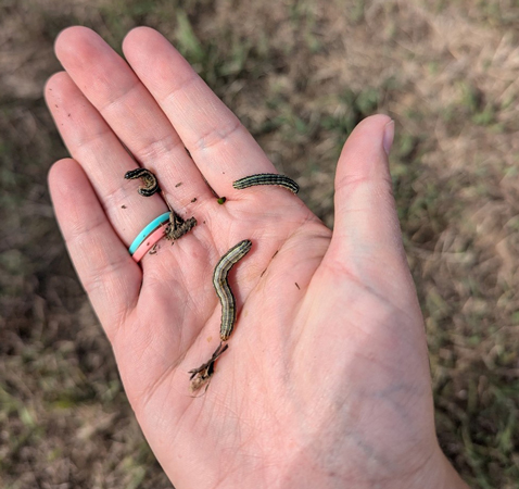 A hand holding a group of caterpillarsAI-generated content may be incorrect.