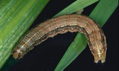 A caterpillar on a leafAI-generated content may be incorrect.