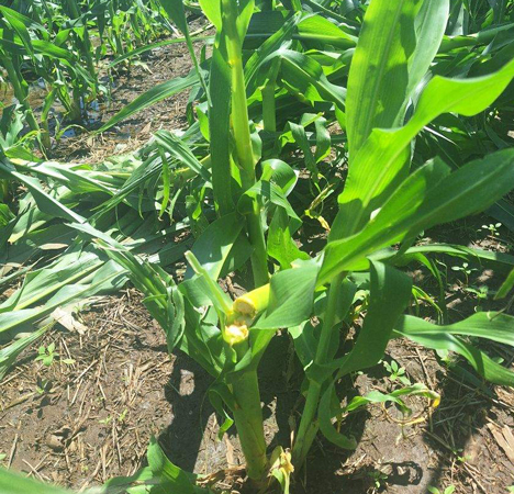 A corn plant growing in a fieldAI-generated content may be incorrect.