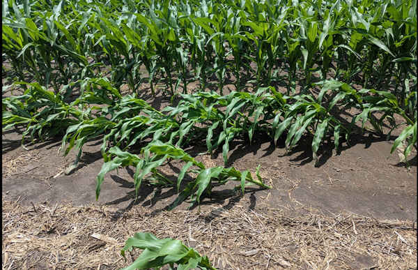 A field of green plantsAI-generated content may be incorrect.