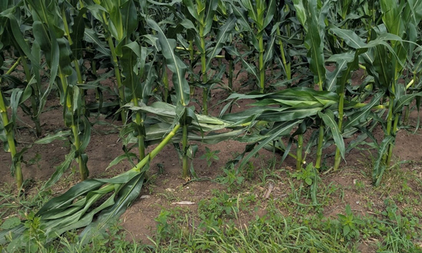 A close-up of a corn fieldAI-generated content may be incorrect.