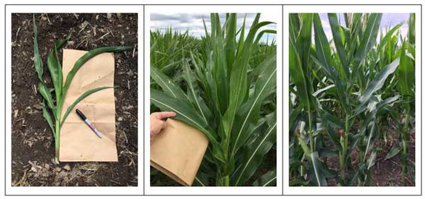 A collage of a person holding a bucket of green plantsAI-generated content may be incorrect.