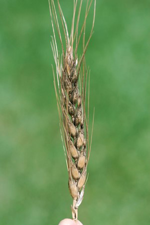Close-up of a wheat stalkAI-generated content may be incorrect.