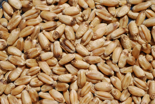 A pile of grains of wheatAI-generated content may be incorrect.