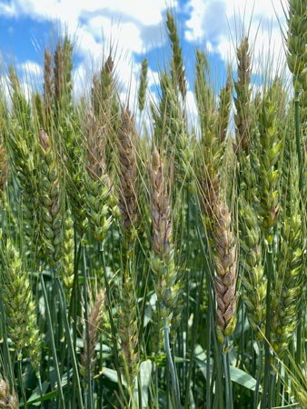 Close-up of a wheat fieldAI-generated content may be incorrect.