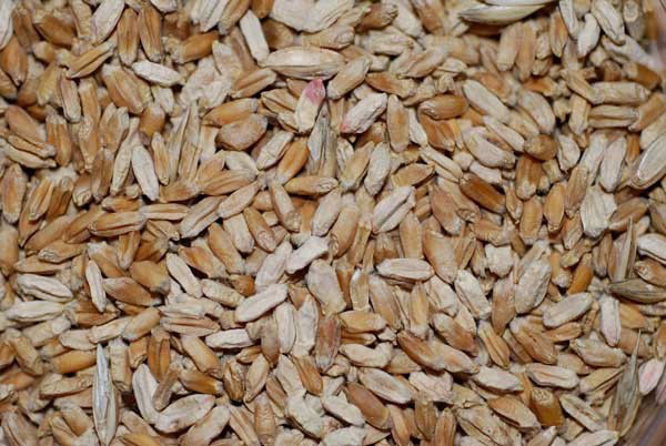 A pile of grains of wheatAI-generated content may be incorrect.