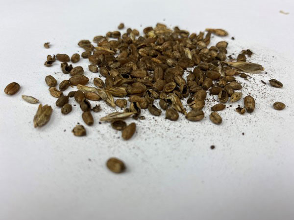 A pile of seeds on a white surfaceAI-generated content may be incorrect.