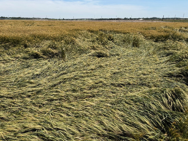 A field of grass with blue skyAI-generated content may be incorrect.