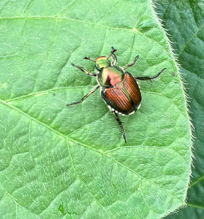 A bug on a leafAI-generated content may be incorrect.