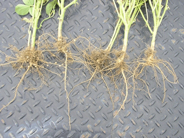 A group of plants with rootsAI-generated content may be incorrect.