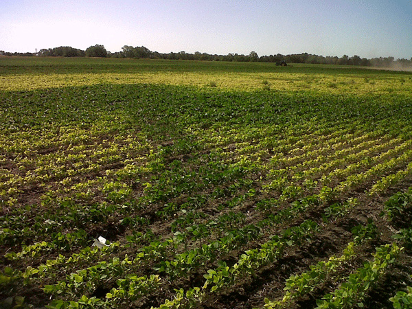 A field of green plantsAI-generated content may be incorrect.