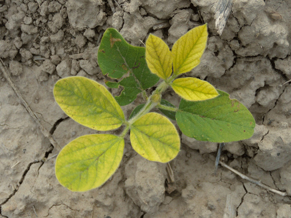 A green plant growing in the dirtAI-generated content may be incorrect.