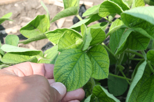 Close-up of a hand holding a leafAI-generated content may be incorrect.