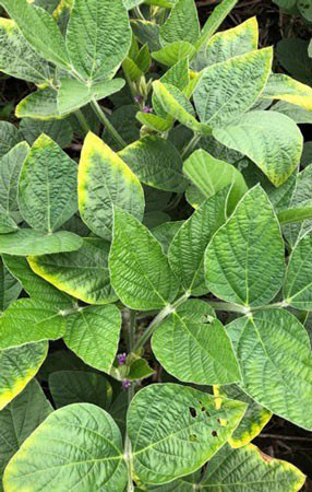 Close-up of a plant with green leavesAI-generated content may be incorrect.