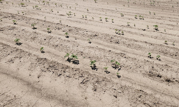 A field with small plants growingAI-generated content may be incorrect.