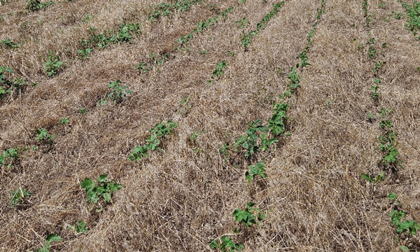 A field with grass and weedsAI-generated content may be incorrect.