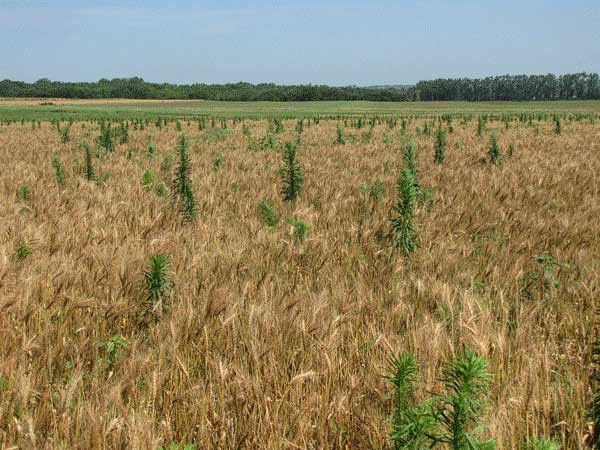 A field of wheat with small plantsAI-generated content may be incorrect.