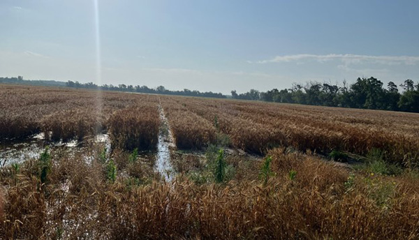 A field of brown grassAI-generated content may be incorrect.
