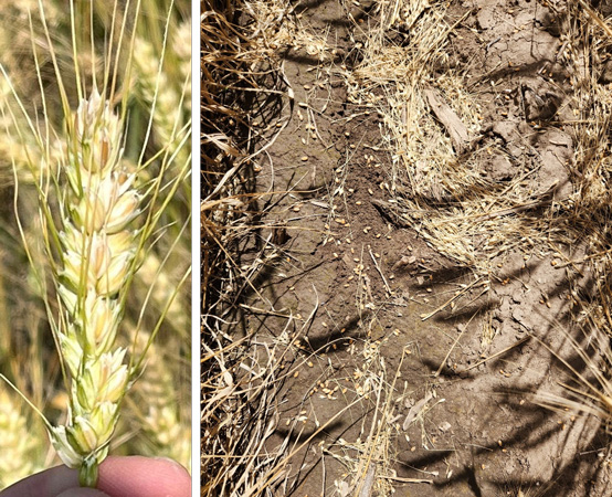 A close-up of a wheat plantAI-generated content may be incorrect.