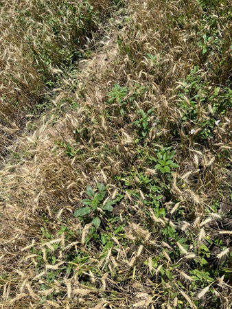 A close-up of a field of grassAI-generated content may be incorrect.