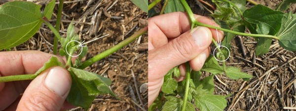 A close-up of a hand holding a green stemAI-generated content may be incorrect.
