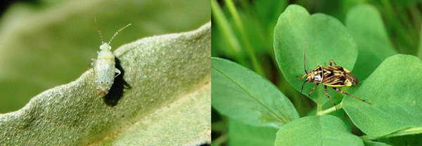 A close up of a leafAI-generated content may be incorrect.