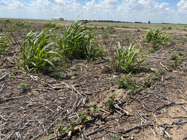 A field with plants growing in itAI-generated content may be incorrect.