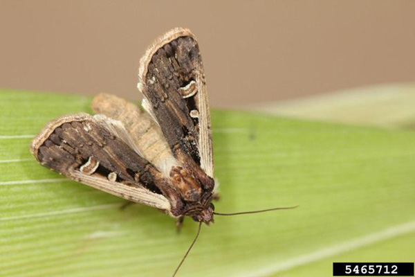 A close-up of a mothDescription automatically generated