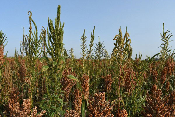 https://eupdate.agronomy.ksu.edu/lib/Filemanager/userfiles/07072022/Palmer-amaranth-control-in-sorghum-2022-F01.jpg