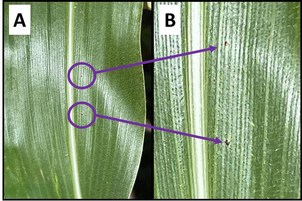 A close-up of a leafAI-generated content may be incorrect.