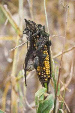 A close-up of a corn plantDescription automatically generated