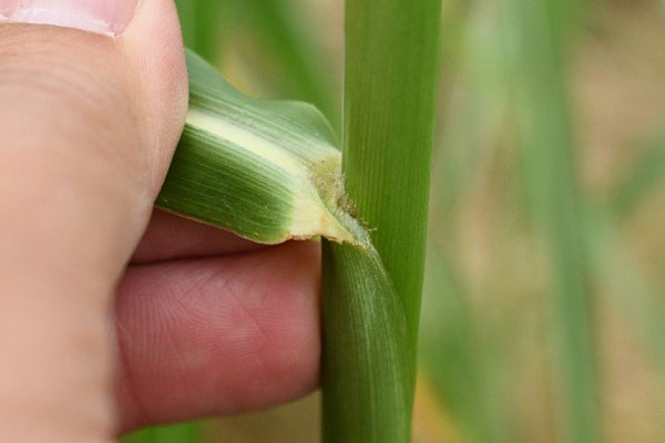 Weekly Weed: Johnsongrass (Sorghum halepense)