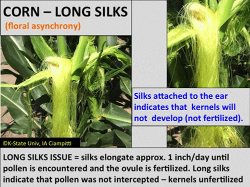 https://webapp.agron.ksu.edu/agr_social/lib/Filemanager/userfiles/07202018/Stressed-corn-calculating-yields-F01.gif