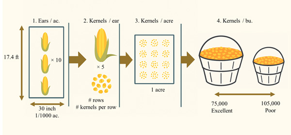 A diagram of corn processing processAI-generated content may be incorrect.