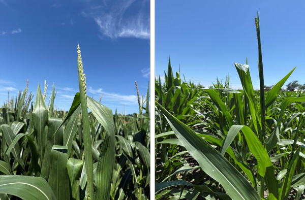 A close up of a corn fieldAI-generated content may be incorrect.