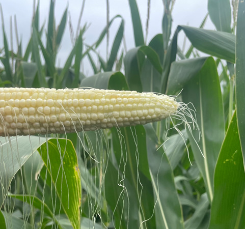 A ear of corn in a fieldAI-generated content may be incorrect.