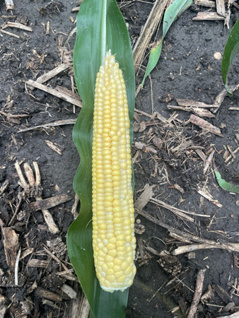A ear of corn on a leafAI-generated content may be incorrect.