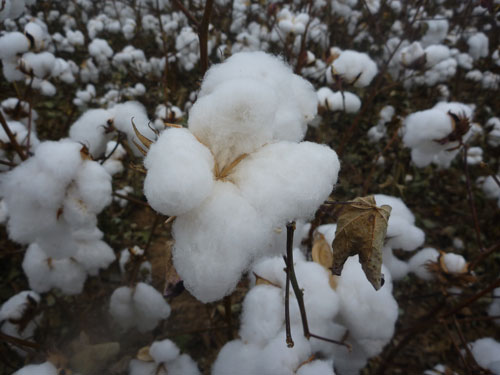 A close-up of cotton plantsDescription automatically generated