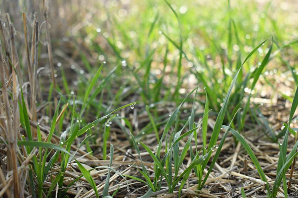 Close-up of grass in the sunDescription automatically generated