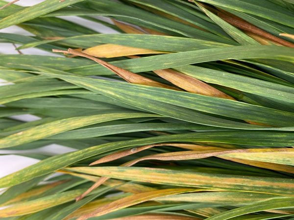 wheat streak mosaic virus