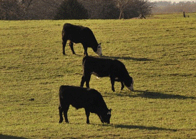A group of cows grazing in a fieldAI-generated content may be incorrect.