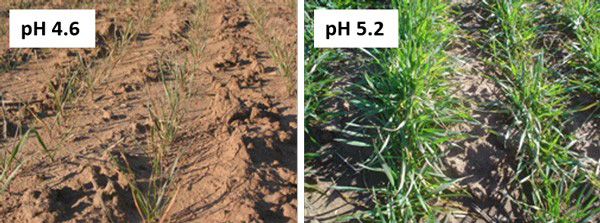 A comparison of a farm fieldAI-generated content may be incorrect.